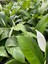 Videolu 1 Adet Barış Çiçeği 50-80 cm Saksılı İç Mekan Bitkileri Spathiphyllum 3