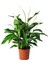 Videolu 1 Adet Barış Çiçeği 50-80 cm Saksılı İç Mekan Bitkileri Spathiphyllum 4