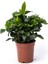 Videolu Yoğun Kokulu Gardenya 1 Adet Saksılı 15-30 cm Ev Ofis Salon Bitkisi (Gardenia Jasmionides ) 4