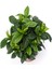 Videolu Yoğun Kokulu Gardenya 1 Adet Saksılı 15-30 cm Ev Ofis Salon Bitkisi (Gardenia Jasmionides ) 5