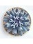 Videolu Sukulent Echeveria Runyonii Topsy Turvy Bitkisi 1 Adet Saksılı 5-10 cm Salon Bitkisi 1