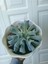 Videolu Sukulent Echeveria Runyonii Topsy Turvy Bitkisi 1 Adet Saksılı 5-10 cm Salon Bitkisi 2