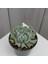 Videolu Sukulent Echeveria Runyonii Topsy Turvy Bitkisi 1 Adet Saksılı 5-10 cm Salon Bitkisi 3