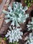 Videolu Sukulent Echeveria Runyonii Topsy Turvy Bitkisi 1 Adet Saksılı 5-10 cm Salon Bitkisi 4