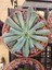 Videolu Sukulent Echeveria Runyonii Topsy Turvy Bitkisi 1 Adet Saksılı 5-10 cm Salon Bitkisi 5