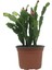 Kaktüs Yılbaşı Çiçeği 1 Adet Sakslı - Tüplü 10 - 25 cm İç Mekan Bitkisi (Paskalya) 3