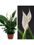 Videolu 1 Adet Beyaz Barış Çiçeği 50-80 cm Saksılı İç Mekan Bitkileri Spathiphyllum 1