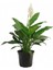 Videolu 1 Adet Beyaz Barış Çiçeği 50-80 cm Saksılı İç Mekan Bitkileri Spathiphyllum 2