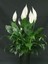 Videolu 1 Adet Beyaz Barış Çiçeği 50-80 cm Saksılı İç Mekan Bitkileri Spathiphyllum 3