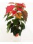 Videolu Gösterişli Atatürk Çiçeği Fidanı 30-40 cm Saksılı İç Mekan Bitkileri Euphorbia Pulcherrima 2