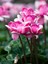 Pembe Bol Çiçekli Sıklamen 25 - 35 cm Saksılı İç Mekan Bitkileri Pink Cyclamen 1