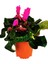 Pembe Bol Çiçekli Sıklamen 25 - 35 cm Saksılı İç Mekan Bitkileri Pink Cyclamen 3