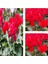 Videolu Bol Çiçekli Kırmızı Sıklamen Çiçeği 30-45 cm Saksılı İç Mekan Bitkileri Red Cyclamen 1