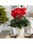 Videolu Bol Çiçekli Kırmızı Sıklamen Çiçeği 30-45 cm Saksılı İç Mekan Bitkileri Red Cyclamen 3