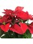 Videolu Ponsetya Atatürk Çiçeği 1 Adet Saksılı 30-60 cm Salon Ofis Bitkisi (Euphorbia Pulcherrima) 2