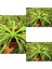 Videolu Kurdele Çiçeği 3 Adet Saksılı/ Tüplü 15-25 cm Bahçe-Salon Bikisi (Chlorophytum) 1
