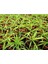 Videolu Kurdele Çiçeği 3 Adet Saksılı/ Tüplü 15-25 cm Bahçe-Salon Bikisi (Chlorophytum) 3