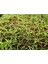 Videolu Kurdele Çiçeği 3 Adet Saksılı/ Tüplü 15-25 cm Bahçe-Salon Bikisi (Chlorophytum) 4