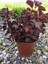 Videolu Çingene Şalvarı Çiçeği 1 Adet Saksılı/ Tüplü 20-30 cm Ev Salon Bitkisi ( Iresine) 2