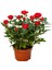 Videolu Minyatür Gül Fidanı 5 Adet Saksılı/ Tüplü 20-30 cm Bahçe Bitkisi (Rose) 3