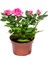Videolu Minyatür Gül Fidanı 5 Adet Saksılı/ Tüplü 20-30 cm Bahçe Bitkisi (Rose) 4