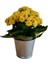 Kalanchoe - Kalanşo Çiçeği (Sarı Çiçekli) 3
