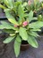Videolu Milli Dikenler Tacı Pembe Çiçekli 25-55 cm Saksılı İç Mekan Bitkileri Euphorbia 4