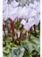 Videolu Beyaz Sıklamen Çiçeği Fidanı 25-35 cm Saksılı İç Mekan Bitkileri Cyclamen 2