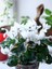 Videolu Beyaz Sıklamen Çiçeği Fidanı 25-35 cm Saksılı İç Mekan Bitkileri Cyclamen 3