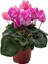 Videolu Canlı Pembe Sıklamen Büyük Boy 1 Adet 20-40 cm İç Mekan Salon Bitkisi (Cyclamen) 1
