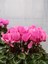Videolu Canlı Pembe Sıklamen Büyük Boy 1 Adet 20-40 cm İç Mekan Salon Bitkisi (Cyclamen) 2