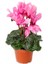 Videolu Canlı Pembe Sıklamen Büyük Boy 1 Adet 20-40 cm İç Mekan Salon Bitkisi (Cyclamen) 3