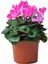 Videolu Canlı Pembe Sıklamen Büyük Boy 1 Adet 20-40 cm İç Mekan Salon Bitkisi (Cyclamen) 4