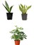 Videolu 3'lü Set Paşa Kılıcı/sarılı Paşa Kılıcı/alacalı Şeflera 30-60 cm Saksılı İç Mekan Bitkileri 1