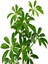 Videolu 2 Dal Yeşil Şeflera Çiçeği 50-90 cm Saksılı İç Mekan Ofis Bitkileri (Schefflera) 1