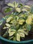 Videolu Çift Dal Alacalı Şeflera Çiçeği 50-80 cm Saksılı İç Mekan Bitkileri (Schefflera) 2