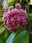 Videolu Kokulu Pembe Mum Çiçeği Sarmaşık 1 Adet Saksılı 10-20 cm İç-Dış Mekan Bitkisi (Hoya Carnosa) 1