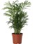 Areka Palmiyesi 30-40 cm 1