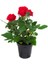 Videolu Yediveren Kırmızı Gül Fidanı 1 Adet Saksılı/ Tüplü 10-15 cm Bahçe Bitkisi (Red Rose) 1