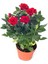 Videolu Yediveren Kırmızı Gül Fidanı 1 Adet Saksılı/ Tüplü 10-15 cm Bahçe Bitkisi (Red Rose) 2