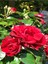 Videolu Yediveren Kırmızı Gül Fidanı 1 Adet Saksılı/ Tüplü 10-15 cm Bahçe Bitkisi (Red Rose) 3