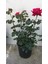 Videolu Yediveren Kırmızı Gül Fidanı 1 Adet Saksılı/ Tüplü 10-15 cm Bahçe Bitkisi (Red Rose) 4