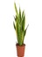 Videolu Paşa Kılıcı Peygamber Kılıç Çiçeği 1 Adet Saksılı/Tüplü 20-40 cm İç Mekan Bitkisi(Sansevaria) 4