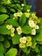 Videolu Sarı Milli Dikenler Tacı 1 Adet Saksılı 15-25 cm İç Mekan Salon Ofis Bitkisi (Euphorbia) 3