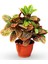 Kraton Bitkisi 30 - 40 cm Boy Croton Petra 13 cm Saksı Çapı Ev Ofis Salon Bitkisi 1