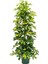 Şeflera Sarı Alacalı 2 Dallı 1 Adet Saksılı 90 - 110 cm Salon Bitkisi (Schefflera Arboricola) 1