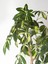 Şeflera Sarı Alacalı 2 Dallı 1 Adet Saksılı 90 - 110 cm Salon Bitkisi (Schefflera Arboricola) 2