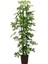 Şeflera Sarı Alacalı 2 Dallı 1 Adet Saksılı 90 - 110 cm Salon Bitkisi (Schefflera Arboricola) 3