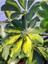 Şeflera Sarı Alacalı 2 Dallı 1 Adet Saksılı 90 - 110 cm Salon Bitkisi (Schefflera Arboricola) 4