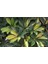 Şeflera Sarı Alacalı 2 Dallı 1 Adet Saksılı 90 - 110 cm Salon Bitkisi (Schefflera Arboricola) 5